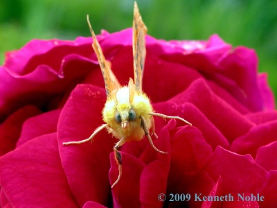 canary-shouldered thorn (Ennomos alniaria) Kenneth Noble